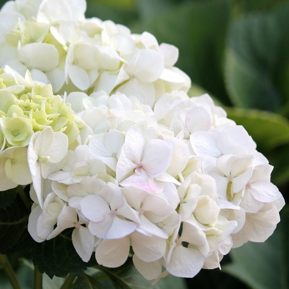 Boerenhortensia - Hydrangea macrophylla 'Soeur Thérèse' 25-30 cm