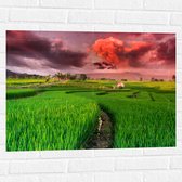 Muursticker - Roze Wolkenveld boven Bloeiende Rijstvelden - 80x60 cm Foto op Muursticker