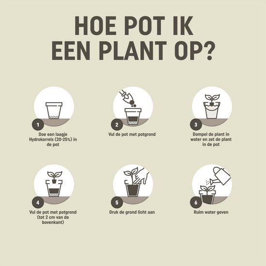 Instructions pour rempoter une plante: billes d'argile, terreau, trempage, tassage, arrosage.