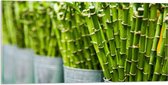 Acrylglas - Planten - Bamboe - Groen - Emmers - 100x50 cm Foto op Acrylglas (Wanddecoratie op Acrylaat)
