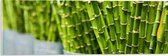 Acrylglas - Planten - Bamboe - Groen - Emmers - 60x20 cm Foto op Acrylglas (Wanddecoratie op Acrylaat)