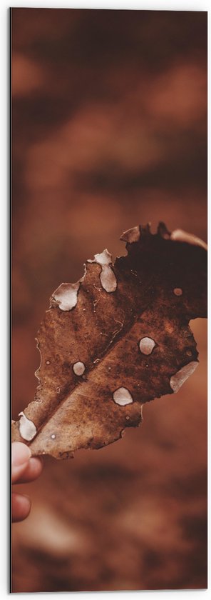 Dibond - Hand - Blad - Vlekken - Herfst - 30x90 cm Foto op Aluminium (Wanddecoratie van metaal)