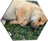 Dibond Hexagon - Slapende Bruine Puppy op Groene Kleine Planten - 40x34.8 cm Foto op Hexagon (Met Ophangsysteem)