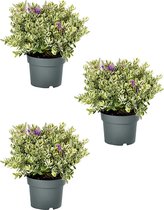 Hebe addenda - paarse bloemen - bontbladig - groenblijvende plant - 3 stuks - potmaat Ø12cm