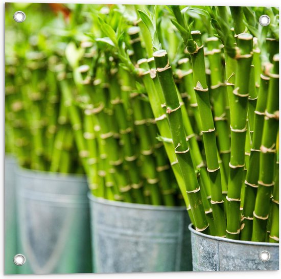 Tuinposter – Planten - Bamboe - Groen - Emmers - 50x50 cm Foto op Tuinposter (wanddecoratie voor buiten en binnen)