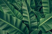 Fotobehang Tropische Bladeren Retro - Vliesbehang - 360 x 240 cm