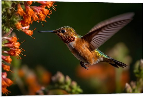 Acrylglas - Rode kolibrie vogel vliegt naar oranje bloemen toe - 90x60 cm Foto op Acrylglas (Met Ophangsysteem)