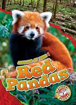 Animals at Risk - Red Pandas