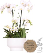 Kolibri Orchids | witte plantenset in Scandic dish incl. waterreservoir | drie witte orchideeën en drie groene planten Rhipsalis | Field Bouquet wit met zelfvoorzienend waterreservoir.