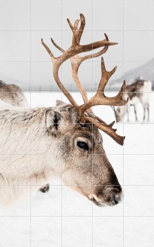 IXXI Reindeer in Norway - Wanddecoratie - Abstract - 100 x 160 cm