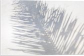 Acrylglas - Schaduw van Varen Plant op Wit Oppervlak - 60x40 cm Foto op Acrylglas (Met Ophangsysteem)