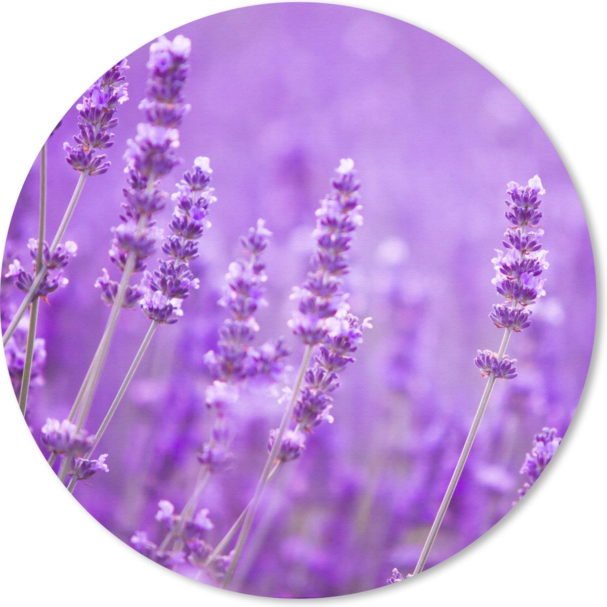 Muismat rond 20x20 cm - Mousepad Lavendel - Close-up - Bloemen - Paars - Ronde muismatten