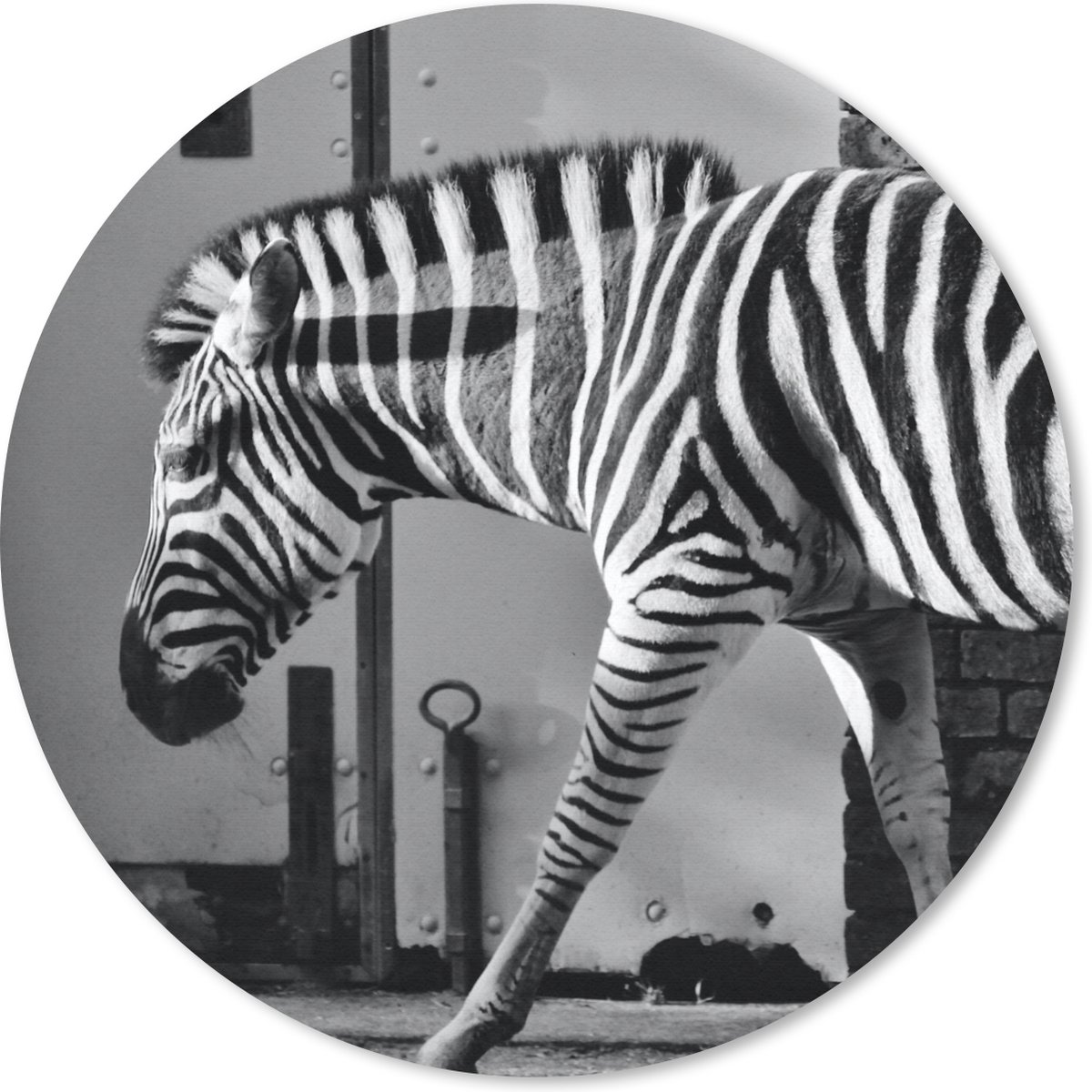 Muismat rond 40x40 cm - Mousepad Zebra - Muur - Deur - Dieren - Zwart wit - Ronde muismatten