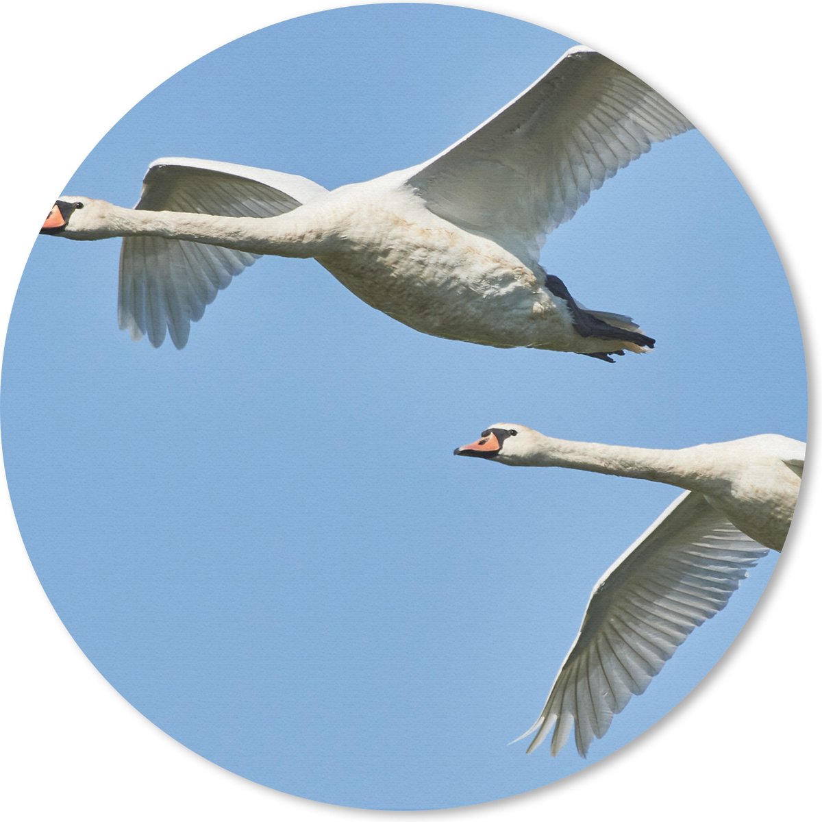 Muismat rond 30x30 cm - Mousepad Zwaan - Vogel - Lucht - Blauw - Ronde muismatten