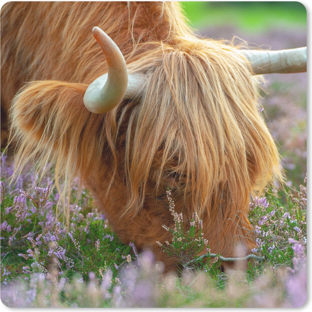 Muismat 20x20 cm - Mousepad Schotse Hooglander - Hoorns - Heide - Muismatten