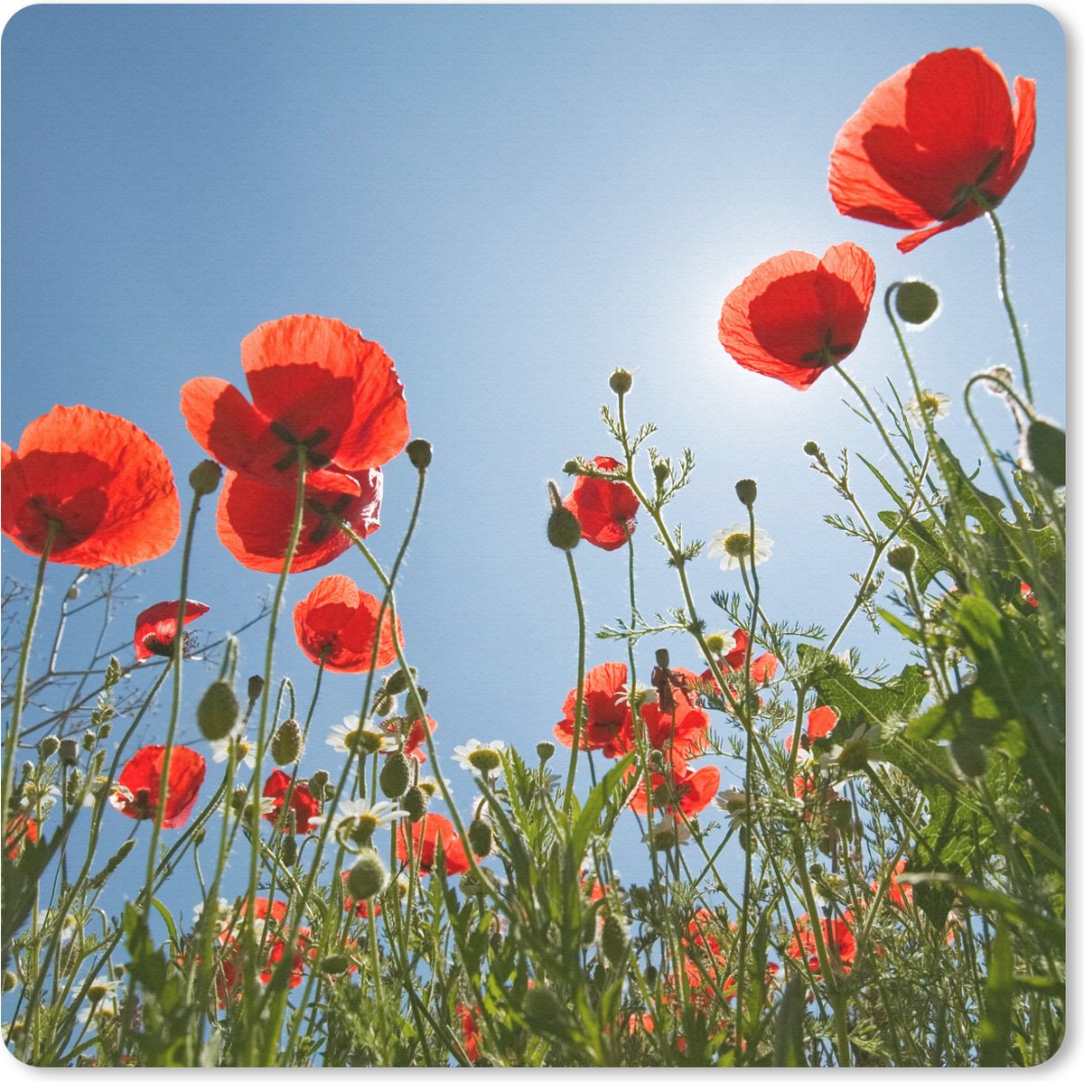 Muismat 20x20 cm - Mousepad Felle zon boven een aantal klaprozen in Spanje - Muismatten