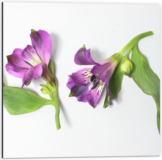 Dibond - Bloemen - Liggend - Paars - 50x50 cm Foto op Aluminium (Met Ophangsysteem)