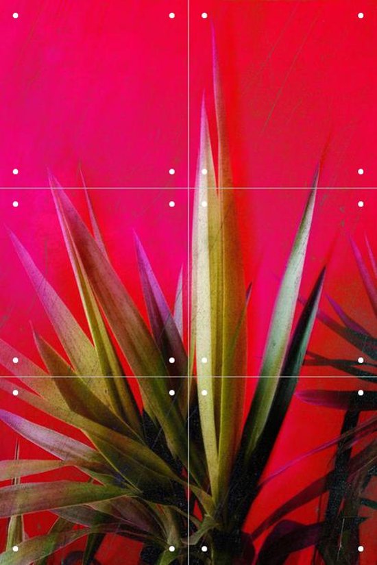 IXXI Magenta and Green - Wanddecoratie - Fotografie - 40 x 60 cm