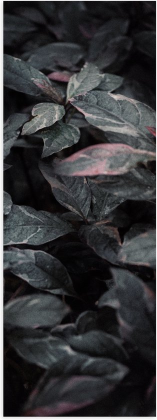 Poster Glanzend – Bladeren - Planten - Natuur - Donker - 20x60 cm Foto op Posterpapier met Glanzende Afwerking