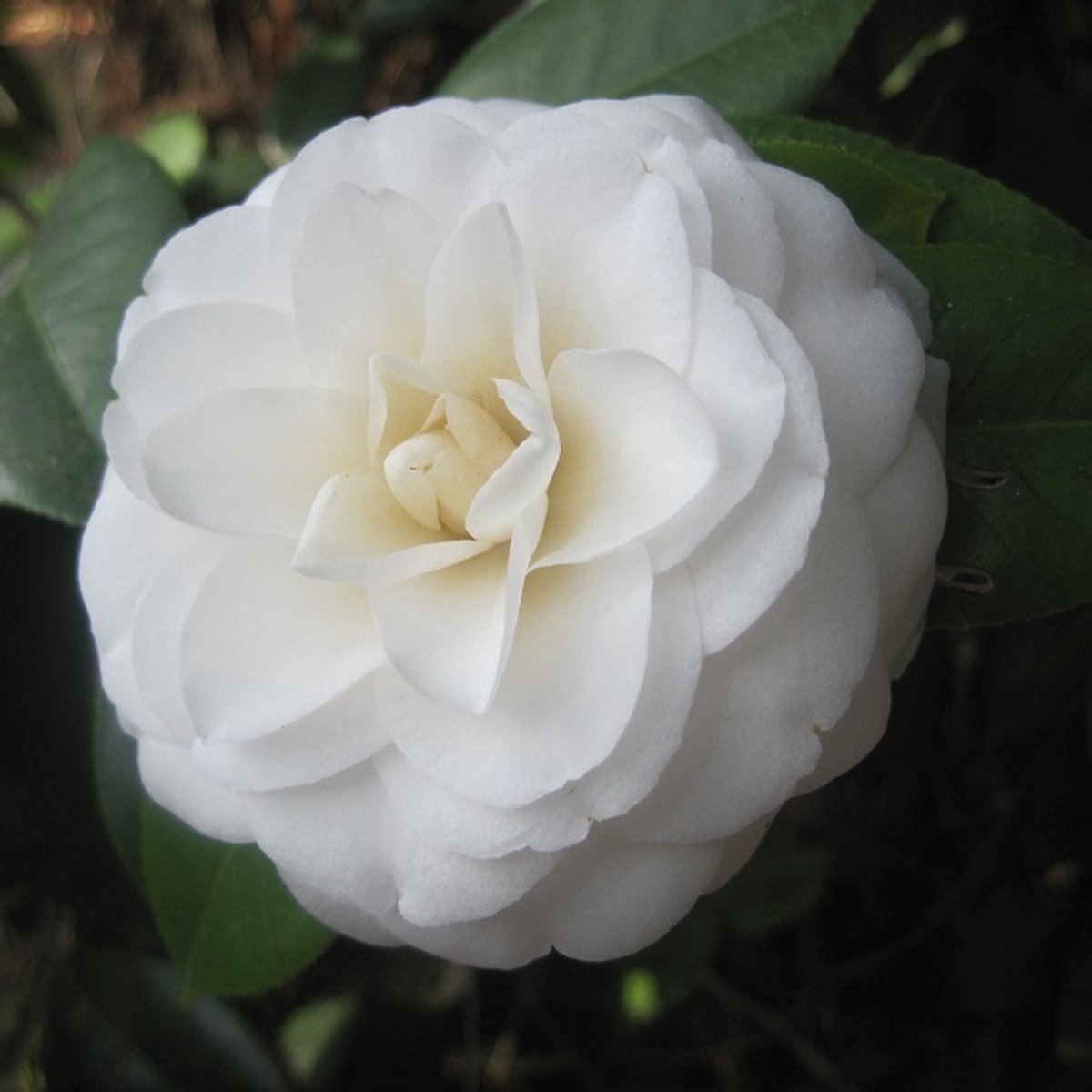 Camelia / Japanse roos - Camellia japonica 'Wit' 50-60 cm