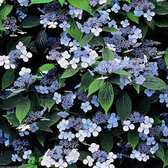 Hortensia - Hydrangea serrata 'Bluebird' 25-30 cm