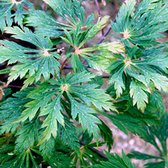 Japanse Esdoorn - Acer japonicum 'Aconitifolium' - 40-50 cm