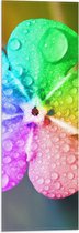 Vlag - Bloem - Druppels - Regenboog - Kleuren - 20x60 cm Foto op Polyester Vlag