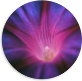 Dibond Muurcirkel - Bloem - Roze - Licht - 80x80 cm Foto op Aluminium Muurcirkel (met ophangsysteem)