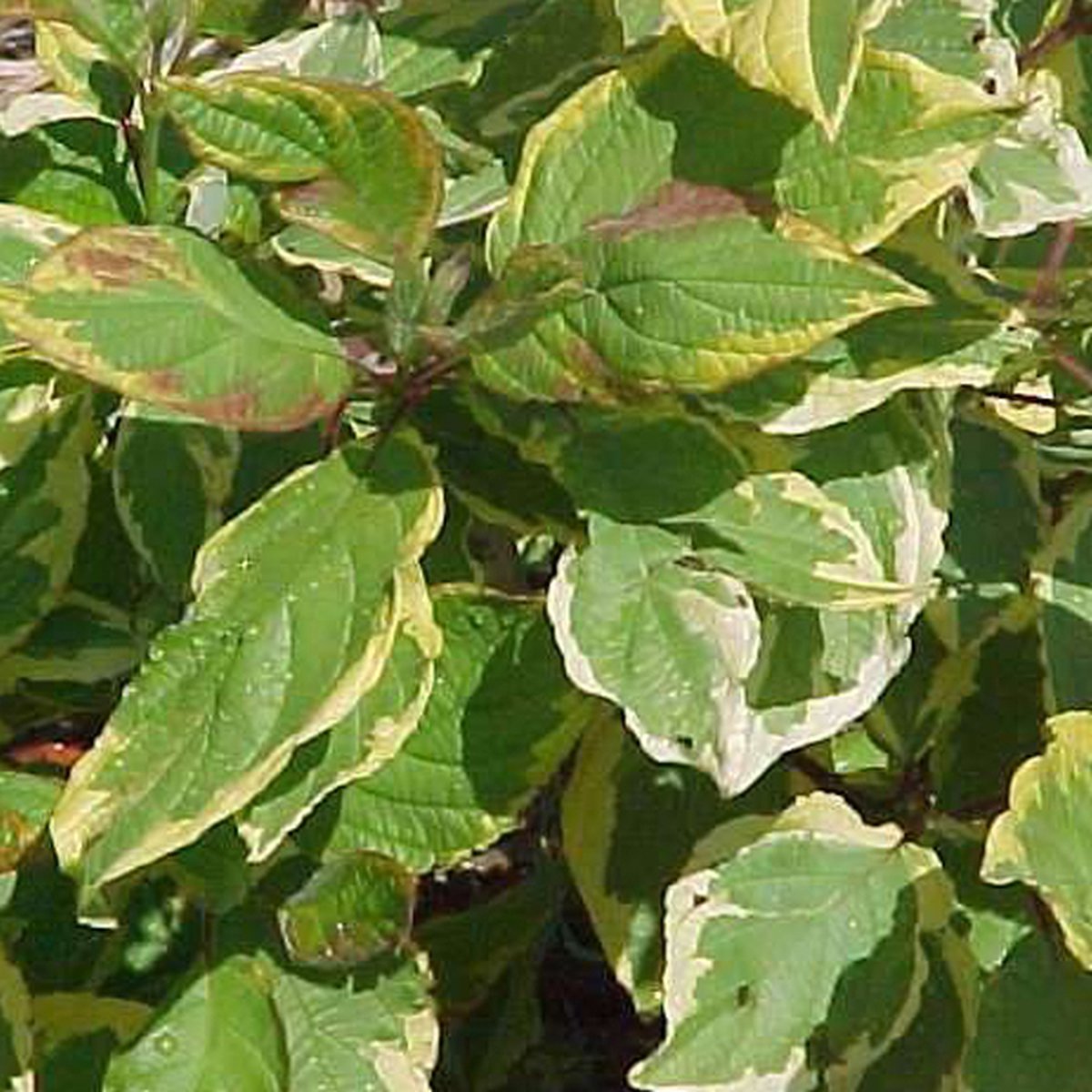 Geelbonte Kornoelje - Cornus alba 'Gouchaultii' - 60-80 cm