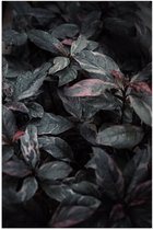 Poster Glanzend – Bladeren - Planten - Natuur - Donker - 40x60 cm Foto op Posterpapier met Glanzende Afwerking