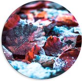Dibond Muurcirkel - Bladeren - Sneeuw - Herfst - Kleuren - 60x60 cm Foto op Aluminium Muurcirkel (met ophangsysteem)
