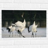 Muursticker - Fluitende Kraanvogels in landschap Vol met Sneeuw - 60x40 cm Foto op Muursticker