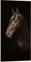 Acrylglas - Donkerbruin Paard met Witte Bles in Donkere Omgeving - 50x100 cm Foto op Acrylglas (Met Ophangsysteem)