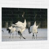 Muursticker - Fluitende Kraanvogels in landschap Vol met Sneeuw - 100x75 cm Foto op Muursticker