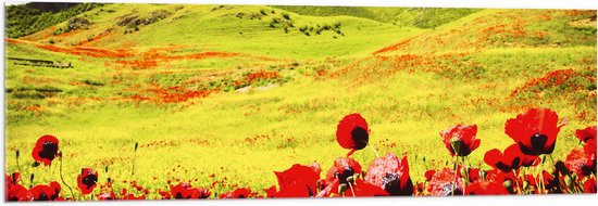 Acrylglas - Groep Rode Bloemen in Heuvellandschap - 120x40 cm Foto op Acrylglas (Met Ophangsysteem)