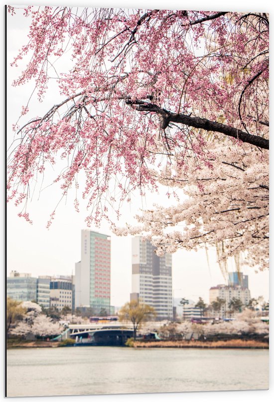 Dibond - Water - Brug - Bus - Gebouwen - Boom - Bloesem - Flat - 60x90 cm Foto op Aluminium (Wanddecoratie van metaal)