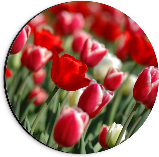 Dibond Muurcirkel - Tulpen - Bloemen - Natuur - Bladeren - Rood - 20x20 cm Foto op Aluminium Muurcirkel (met ophangsysteem)