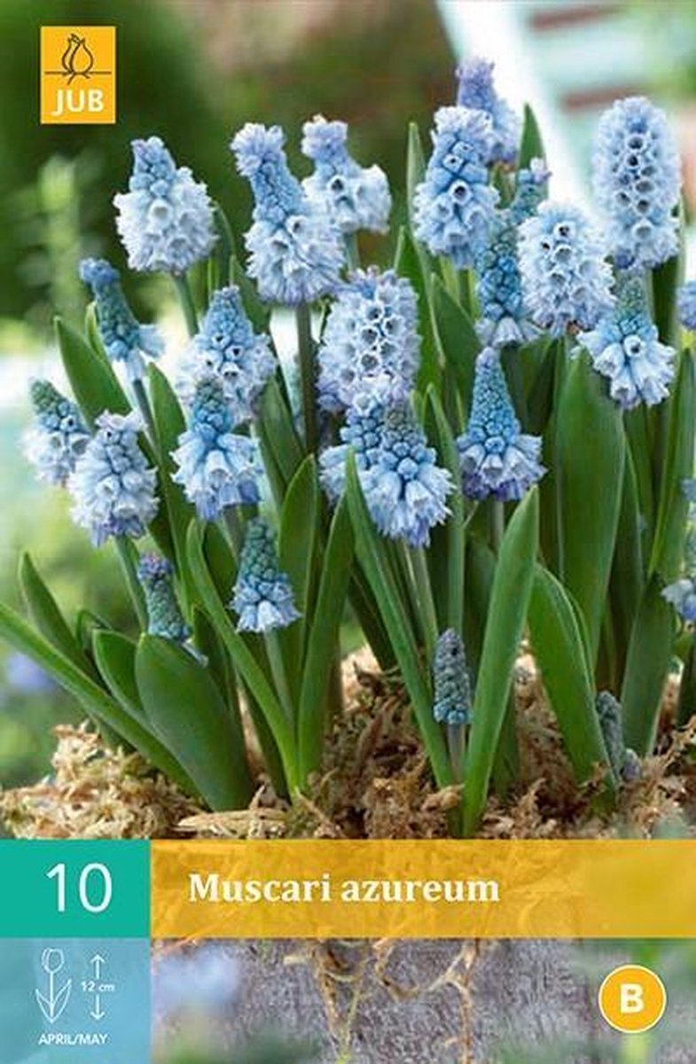 Muscari azureum - blauw druifje - set van 10 stuks