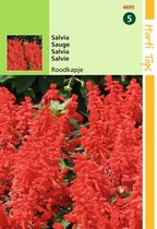 2 stuks Salvia Spl.Comp. Roodkapje