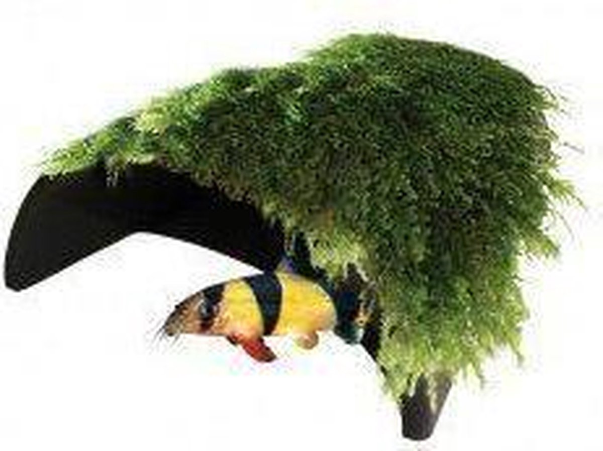Aquatic Nature Decor Mumo 6 thumbnail 2