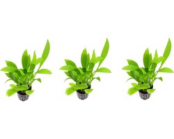 Levende aquariumplant Echinodorus amazonicus 5cm pot per 3 stuks