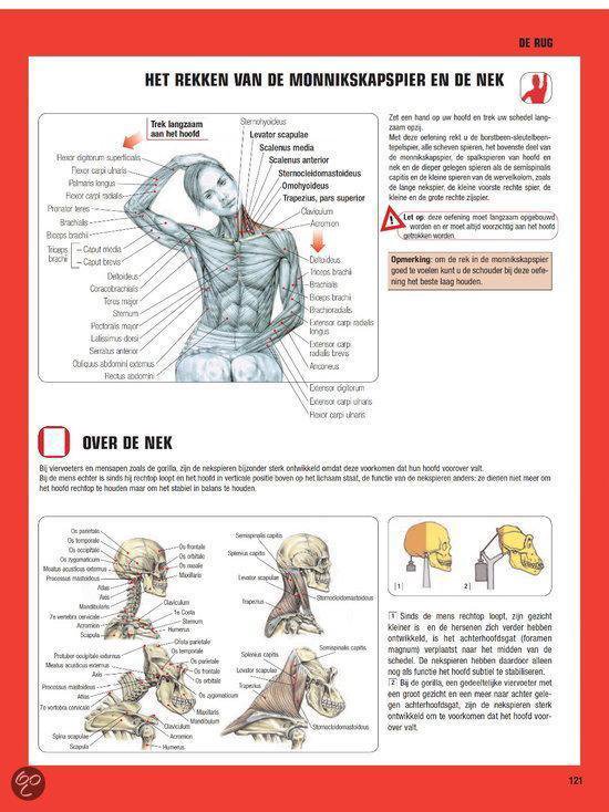 Anatomische tekening van de nekspieren en nek.


