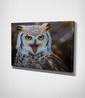 Owl Canvas | 30x40 cm