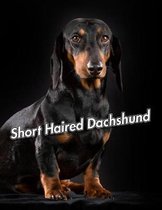 Short Haired Dachshund