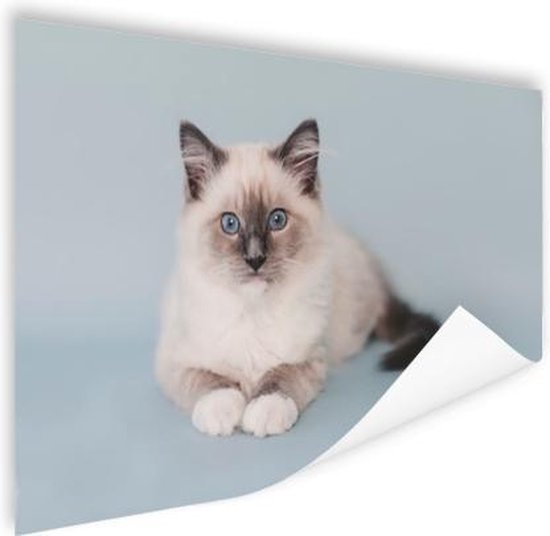 Poster Chat Ragdoll couché 180x120 cm - Tirage photo sur Poster (décoration murale salon / chambre) / Poster Animaux XXL / Groot format!