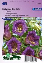 Sluis Garden - Klokwinde Blue Bells (Cobaea scandens)