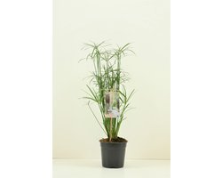 Moerings Cyperus Alternifolius | Papyrus Plant | In 9CM pot