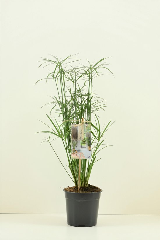 Moerings Cyperus Alternifolius | Papyrus Plant | In 9CM pot