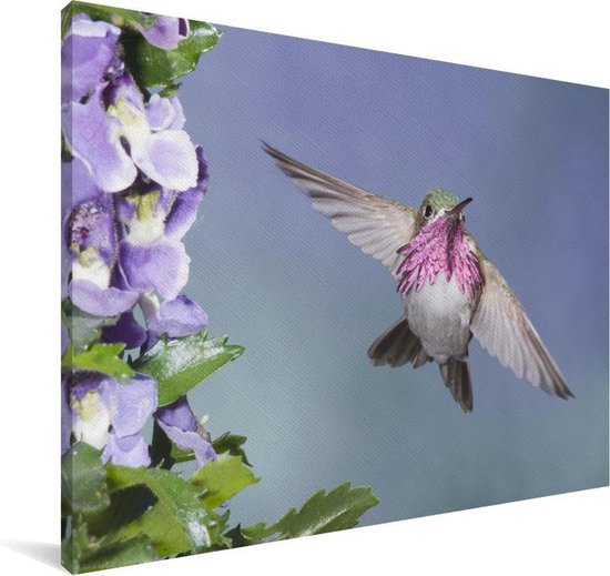 Un colibri calliope aux fleurs violettes Toile 180x120 cm - Tirage photo sur Toile (Décoration murale salon / chambre) XXL / Groot format!