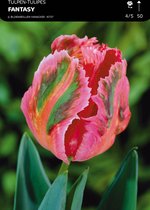 50 x Tulp Fantasy